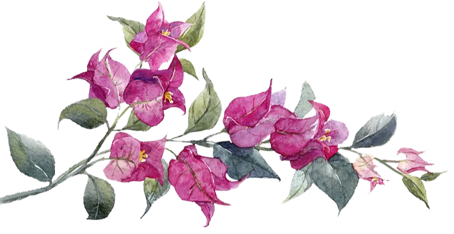 Bugambilia 2