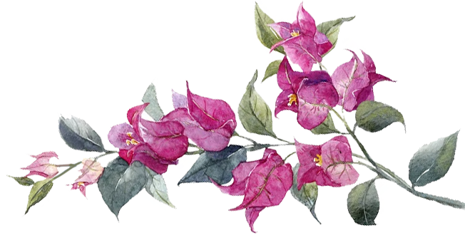Bugambilia